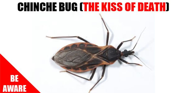 The Kissing Bug of Costa Rica