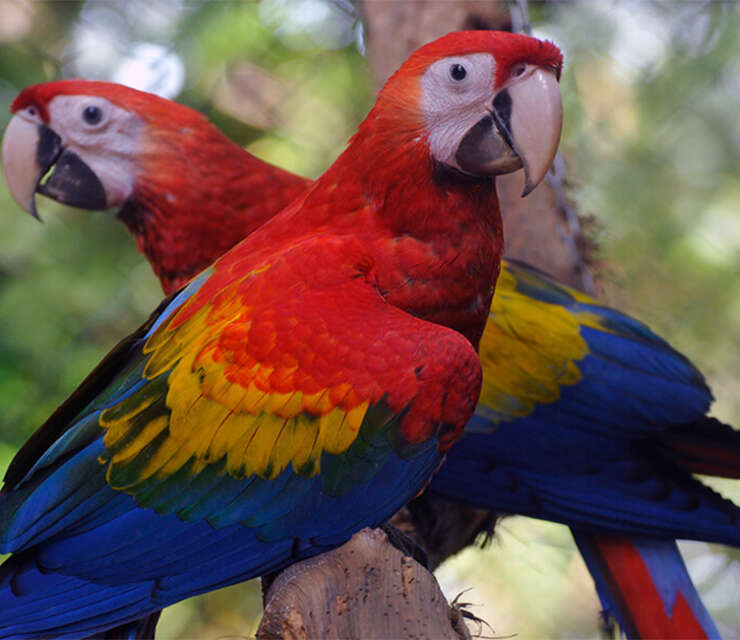 The Spectacular Macaws in Costa Rica